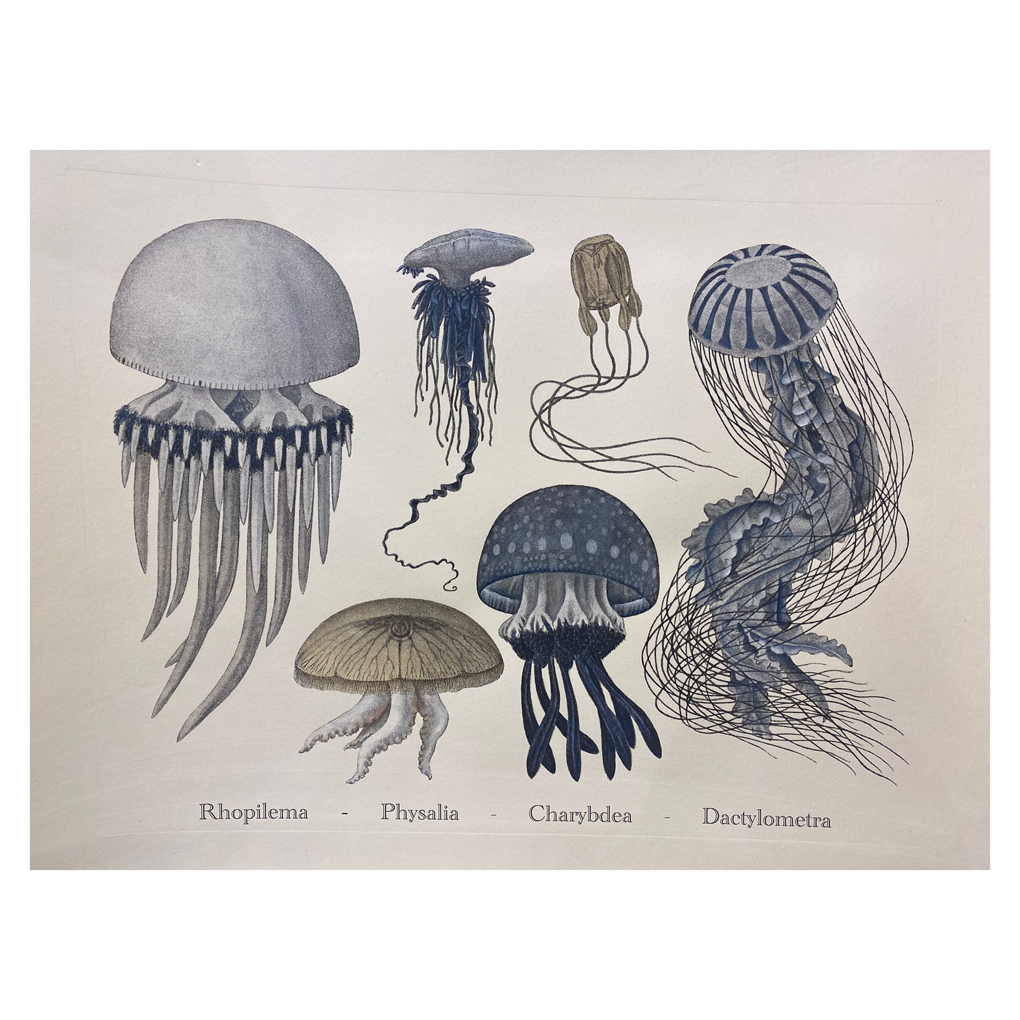 Italian Contemporary Hand Painted Print Japanese Sea Life "Jellyfishes", 1 of 4