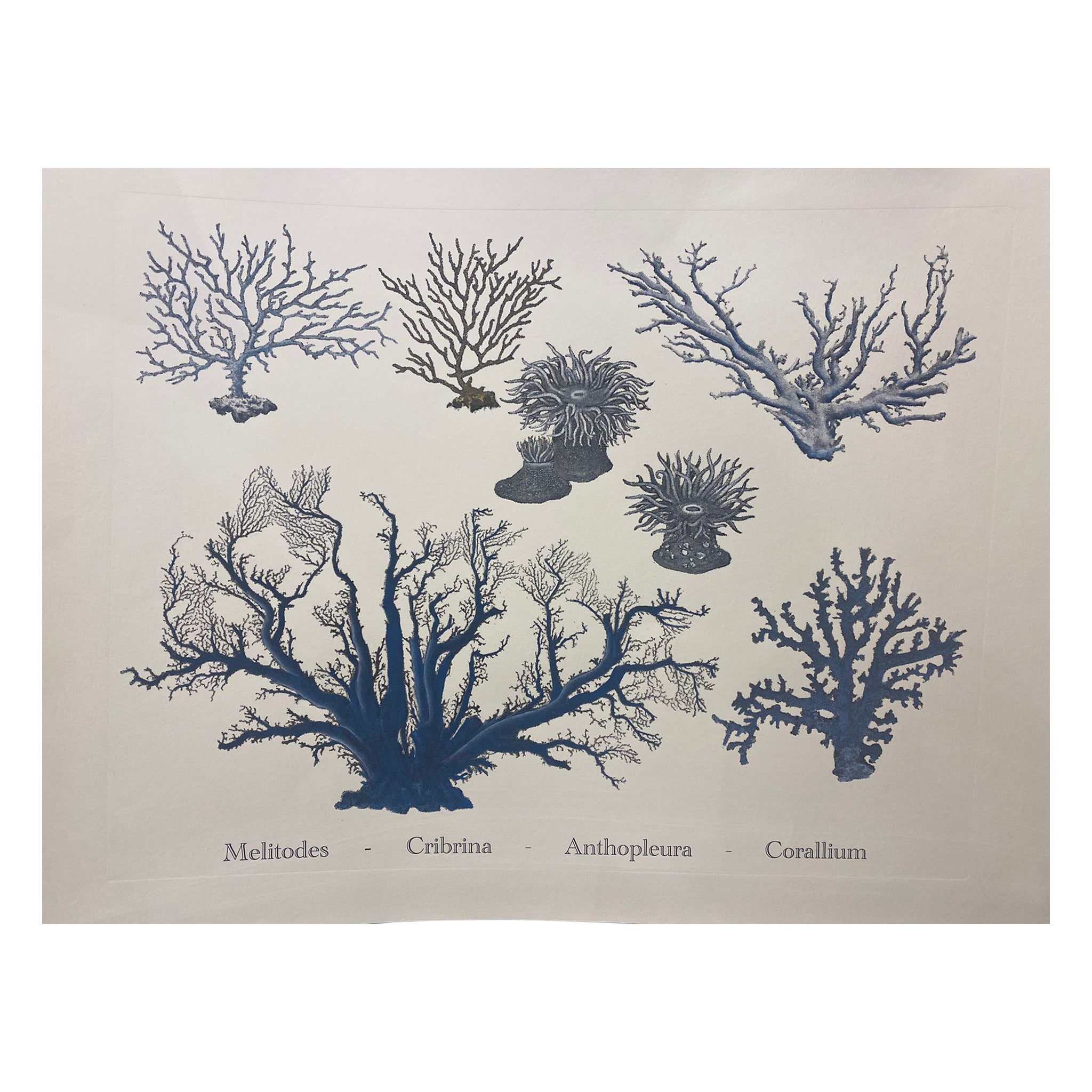 Italian Contemporary Hand Painted Print Japanese Sea Life "Corals", 3 of 4