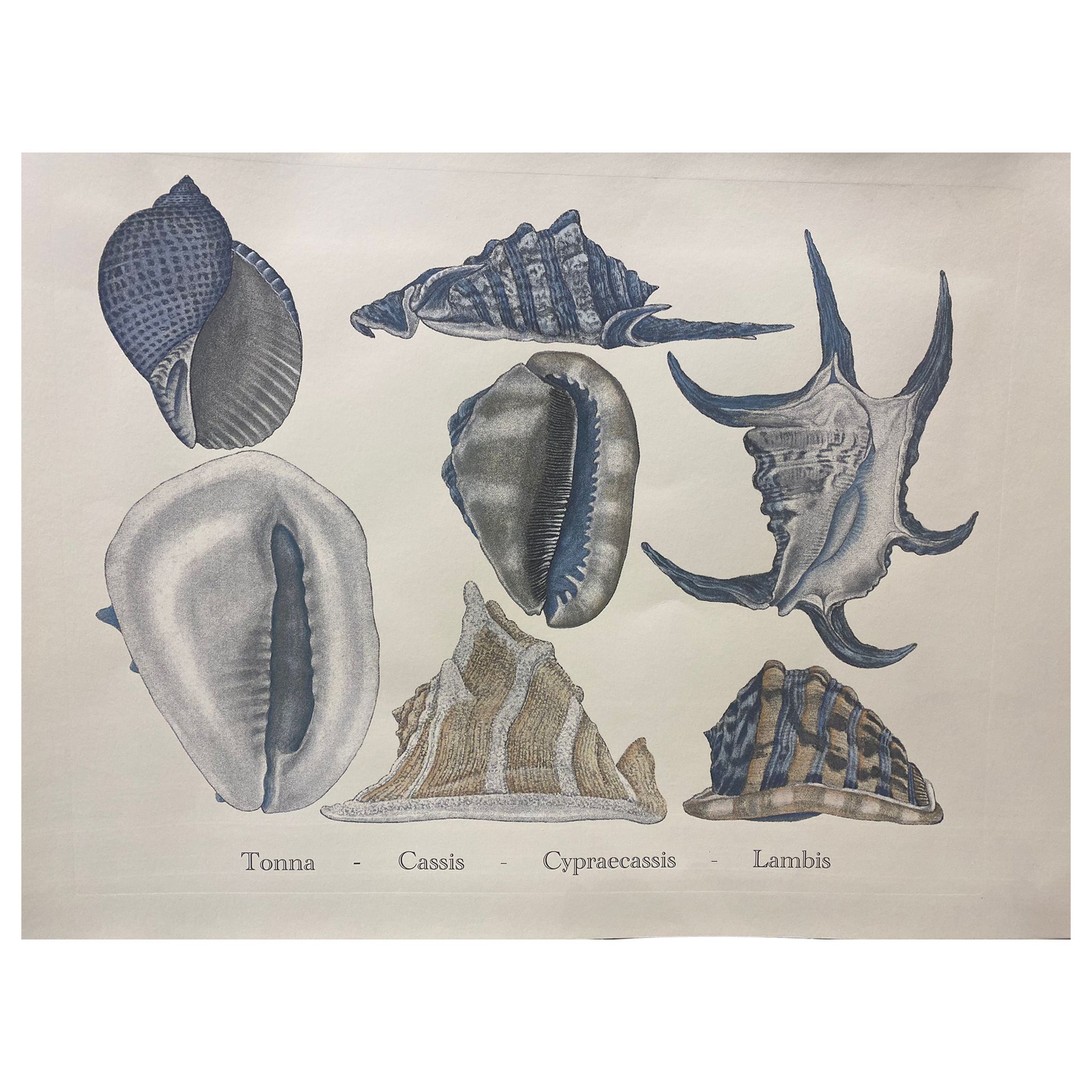 Italian Contemporary Hand Painted Print Japanese Sea Life "Shells", 4 of 6