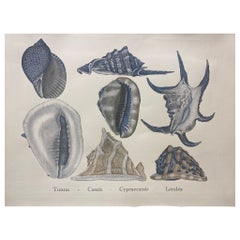 Italian Contemporary Hand Painted Print Japanese Sea Life "Shells", 4 of 4