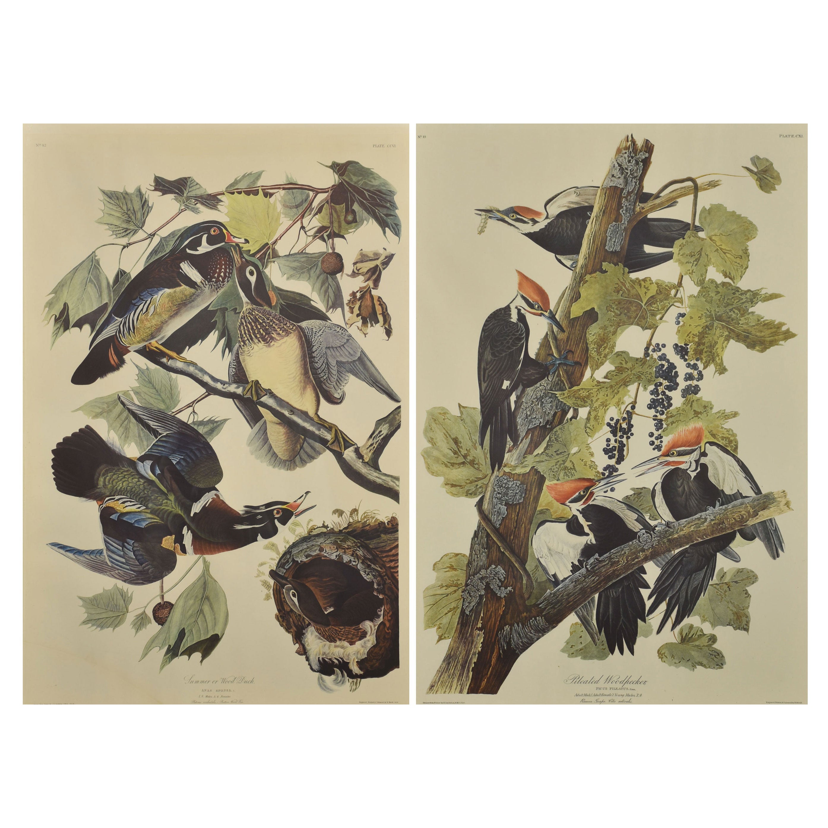 Two Large Ornithological Studies Birds