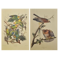 Vintage Two Large Ornithological Studies Birds