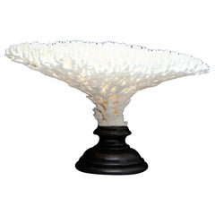 Table Coral, Mounted