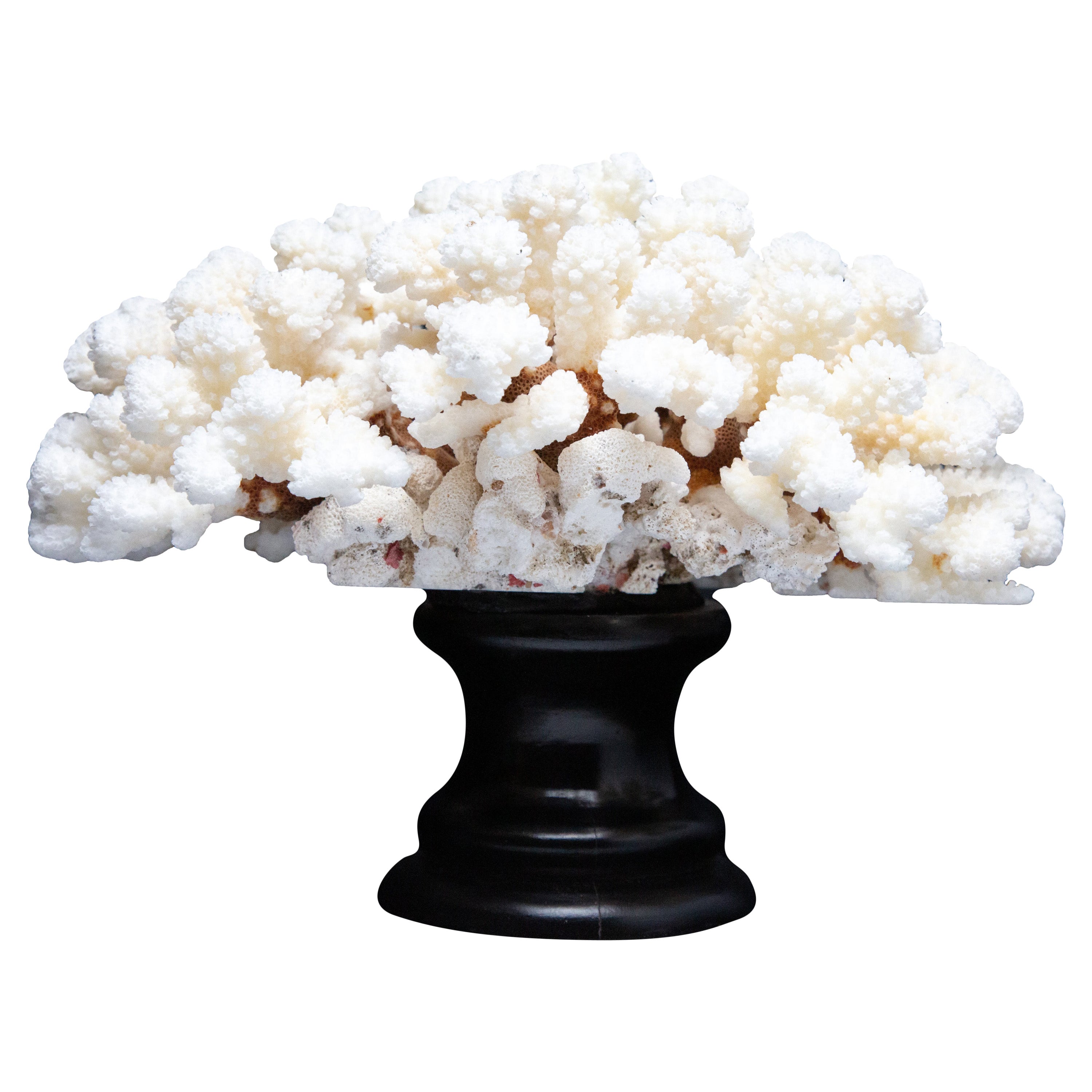 Cluster Coral, Mounted
