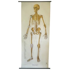 Vintage Anatomical Schoolmap, Skeleton School Chart, Vintage German School Map