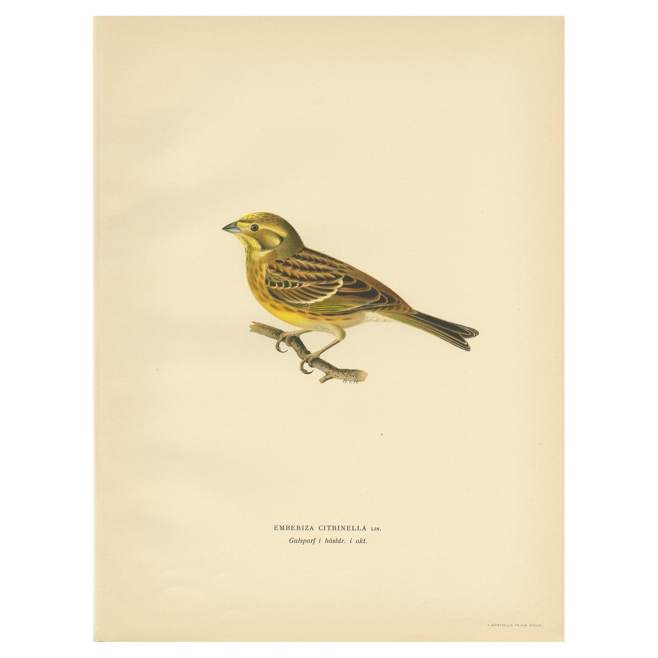 Antique Bird Print of the Yellowhammer by Von Wright, 1927 For Sale