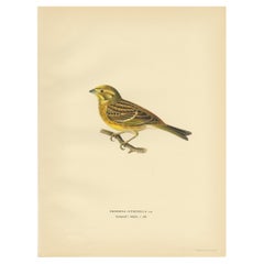 Vintage Bird Print of the Yellowhammer by Von Wright, 1927