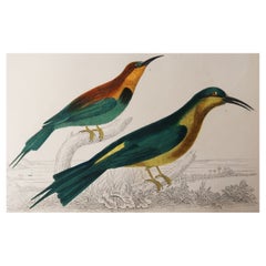 Original Used Print of a Bee-Eater, 1847 'Unframed'
