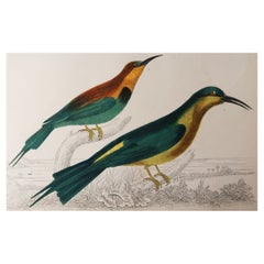 Original Antique Print of a Bee-Eater, 1847 'Unframed'