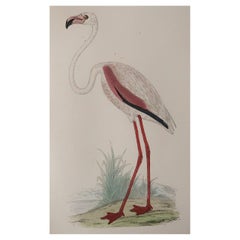 Original Used Print of A Pink Flamingo. C.1880. 'Unframed'