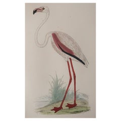 Original Antique Print of A Pink Flamingo. C.1880. 'Unframed'