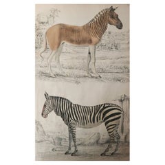 Large Original Antique Natural History Print, Zebras, circa 1835