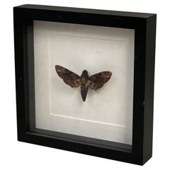 Skull Butterfly in Display