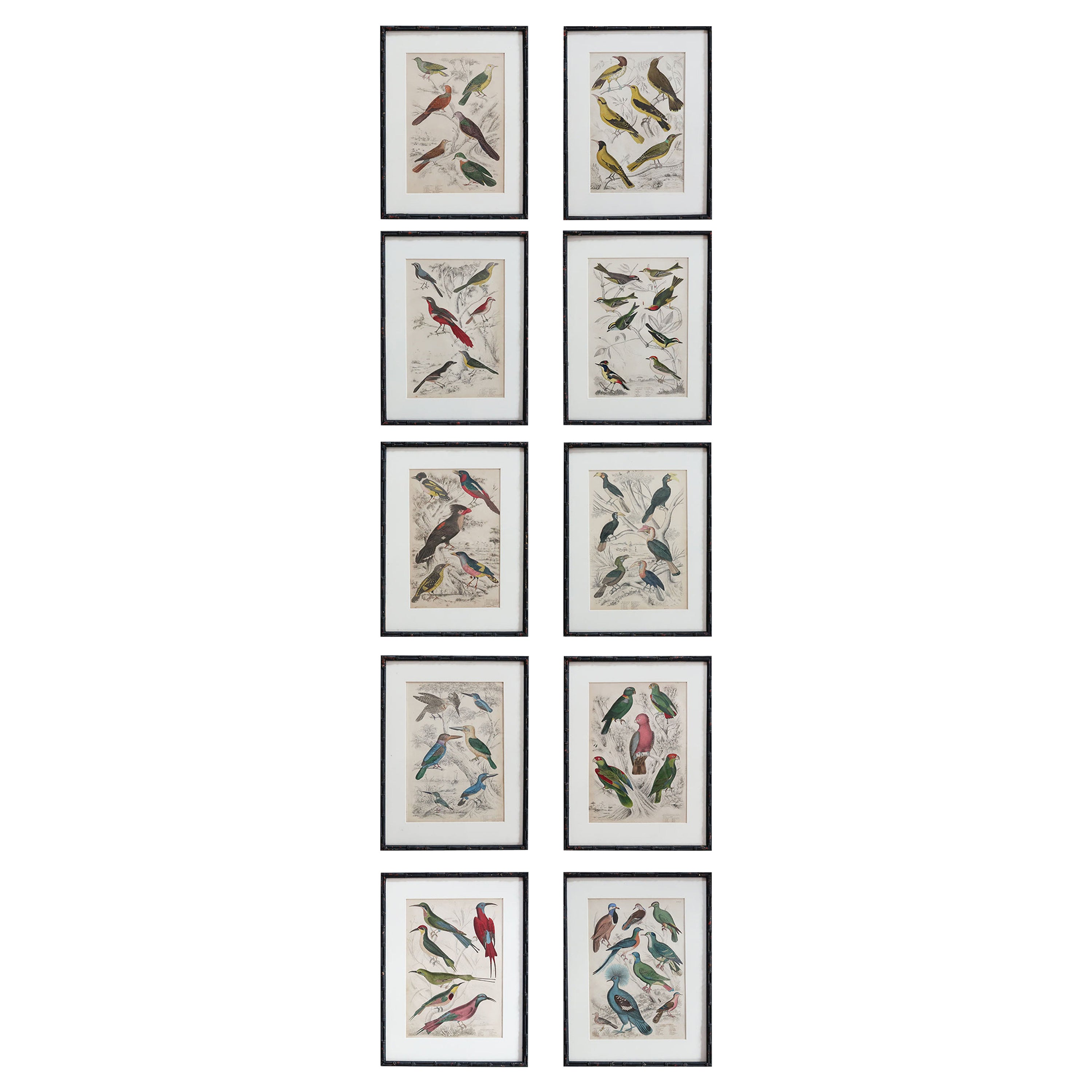 Set of 10 Antique Bird Prints in Ebonized Faux Bamboo Frames, 1830s