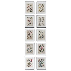 Set of 10 Antique Bird Prints in Faux Bamboo Frames, 1830s