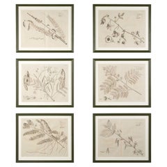 17th Century Set of Six Dutch Botanical Engravings