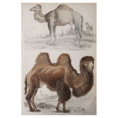Large Original Antique Natural History Print, Camels, circa 1835