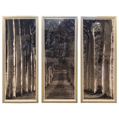 Monumental Striking 3 Panel Triptych Photograph of Birch Trees