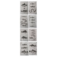 Set of 8 Original Used Fishing Prints, Dated 1801