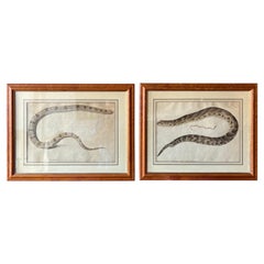 Pair of 18th- Early 19th Century Engravings of Snakes in Maple Frames