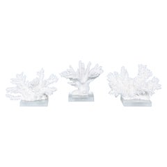 Group of Three White Coral Specimens on Lucite, Priced Individually