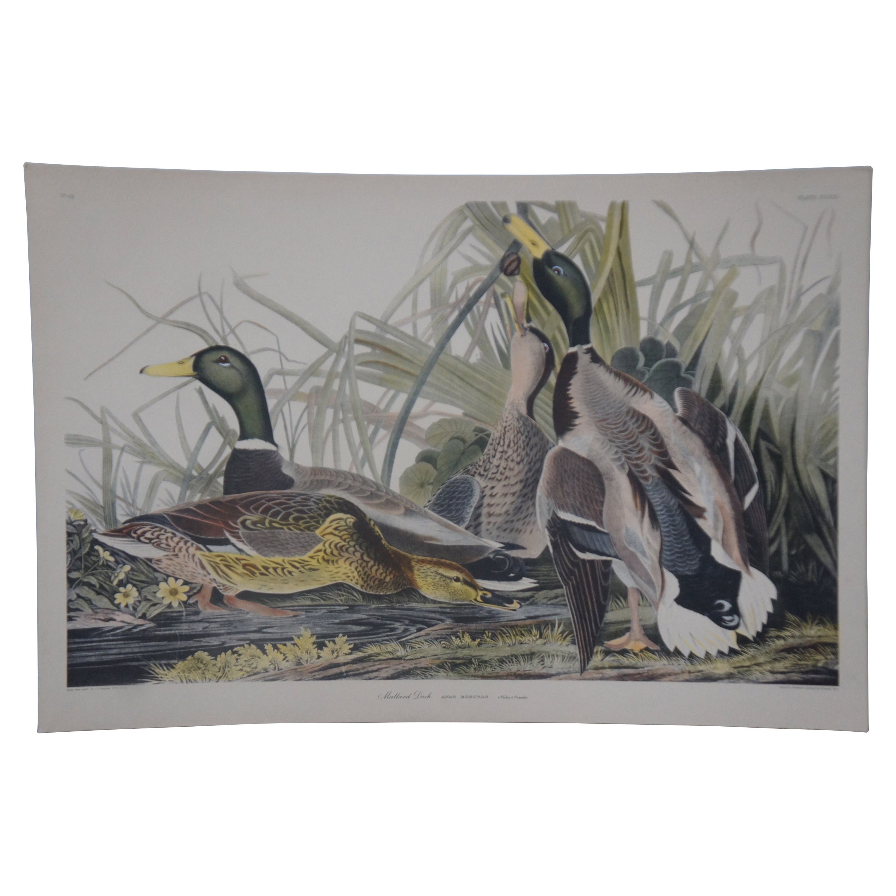 20th Century Robert Havell Mallard Duck Wildlife Landscape Engraving Audubon
