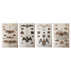 Set of 4 Large Original Antique Natural History Prints, Bats, circa 1835