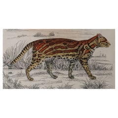Original Antique Print of A Tiger, 1847 'Unframed'