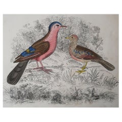 Original Antique Print of Red Birds, 1847 'Unframed'
