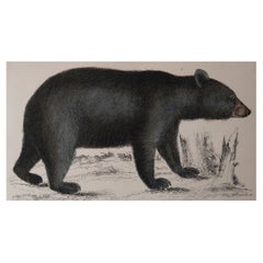 Original Antique Print of A Black Bear, 1847 'Unframed'