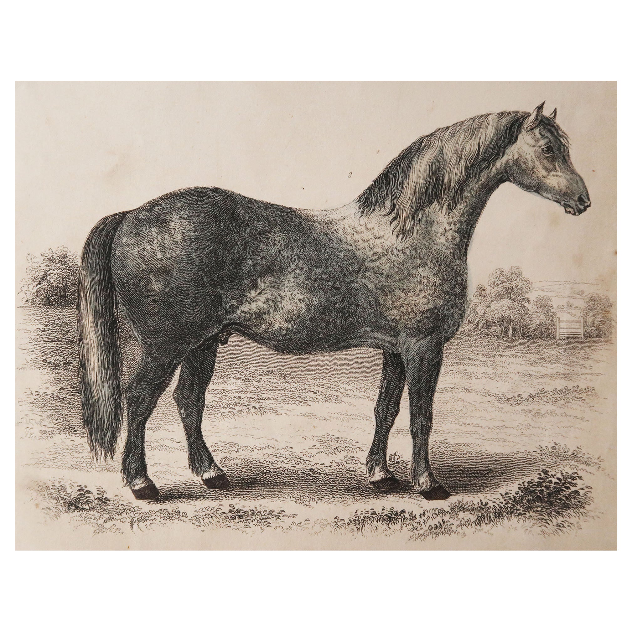 Original Antique Print of A Grey Horse, 1847 'Unframed'