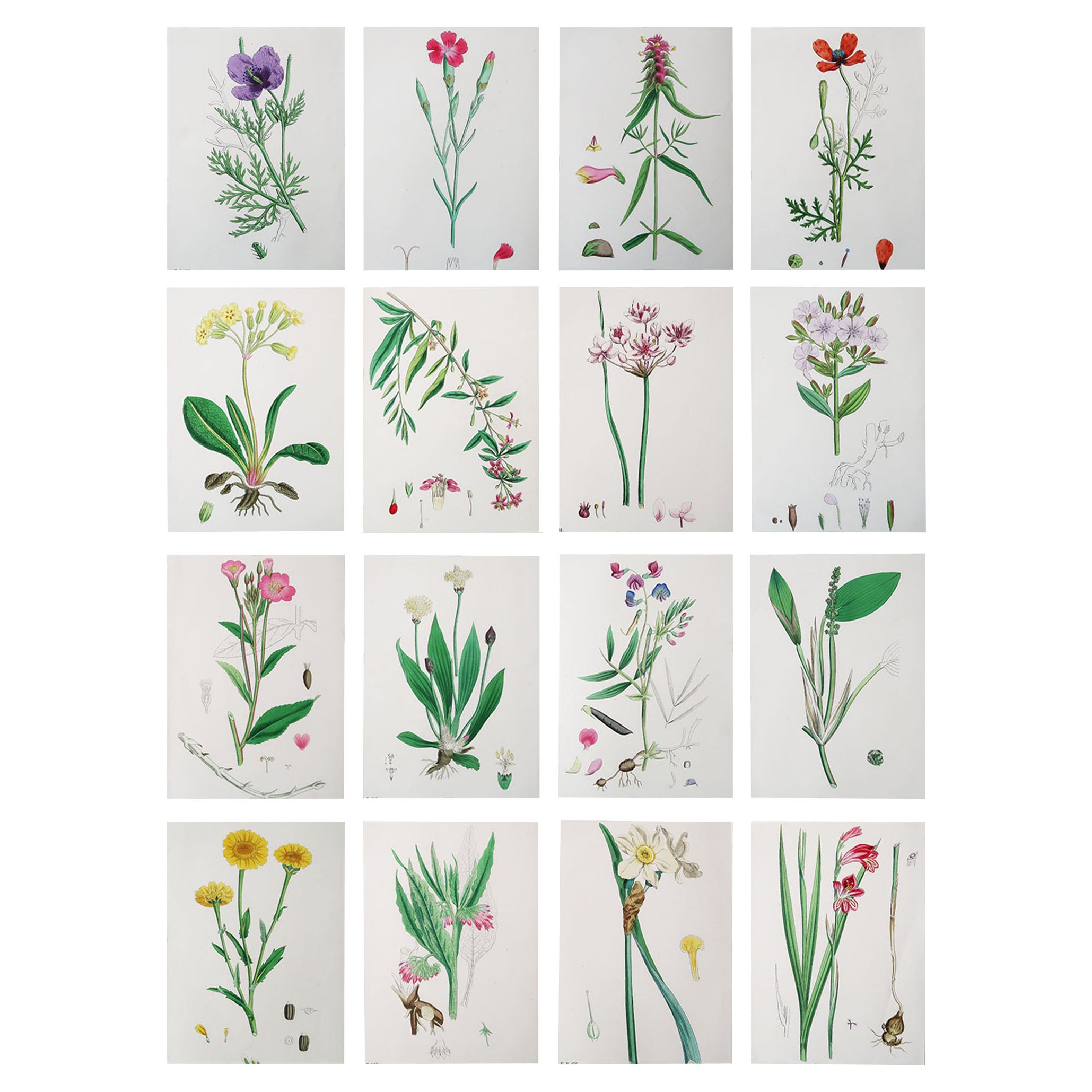 Original Botanitcal Prints Set of 16 Original Antique Botanical Prints, Circa 1850 at 1stDibs
