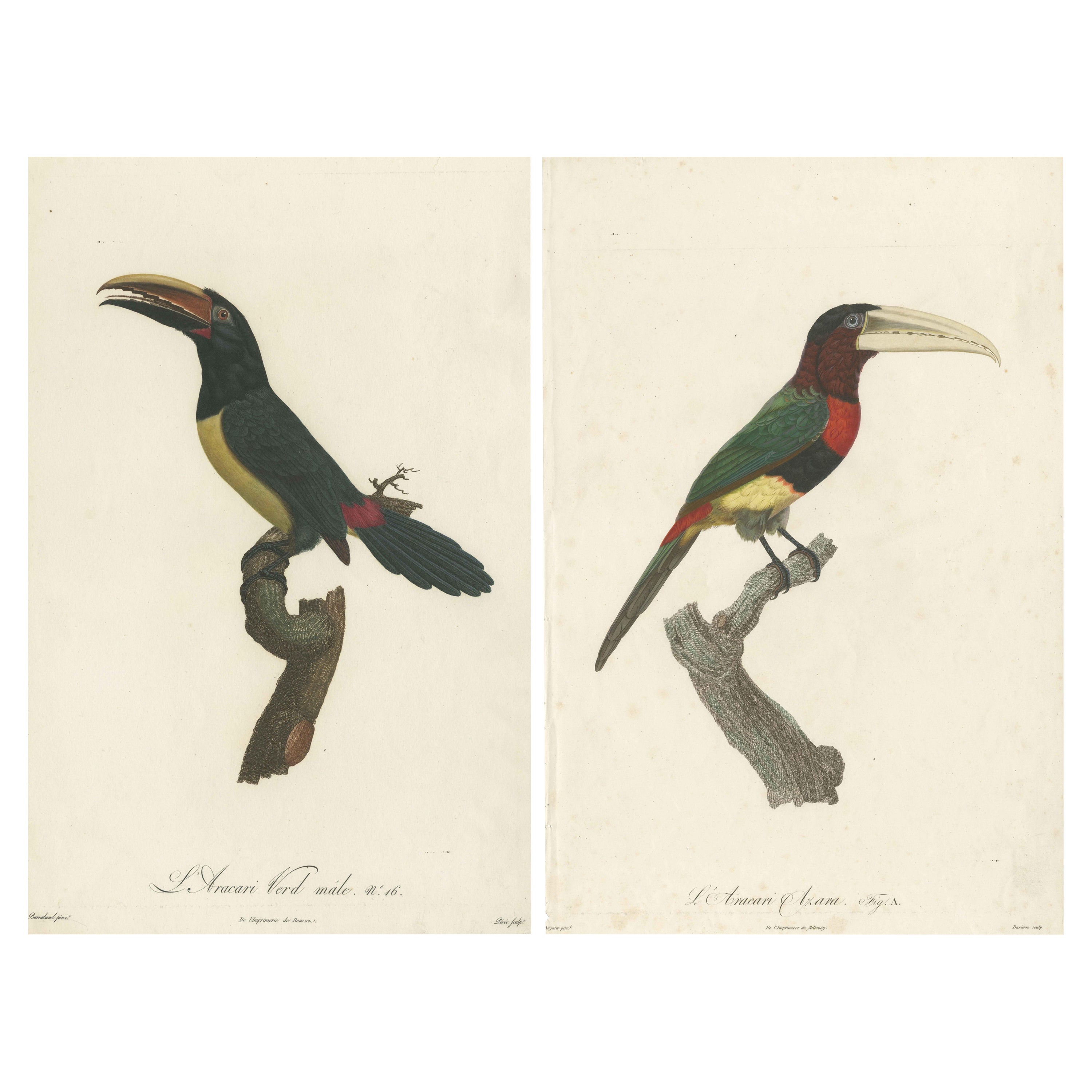Two Magnificent Hand-Colored Antique Prints of a Toucan, Ca.1805, Rare For Sale