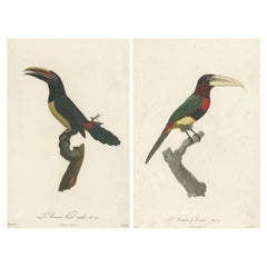 Deux magnifiques estampes anciennes colorées à la main d'un toucan, vers 1805, rare
