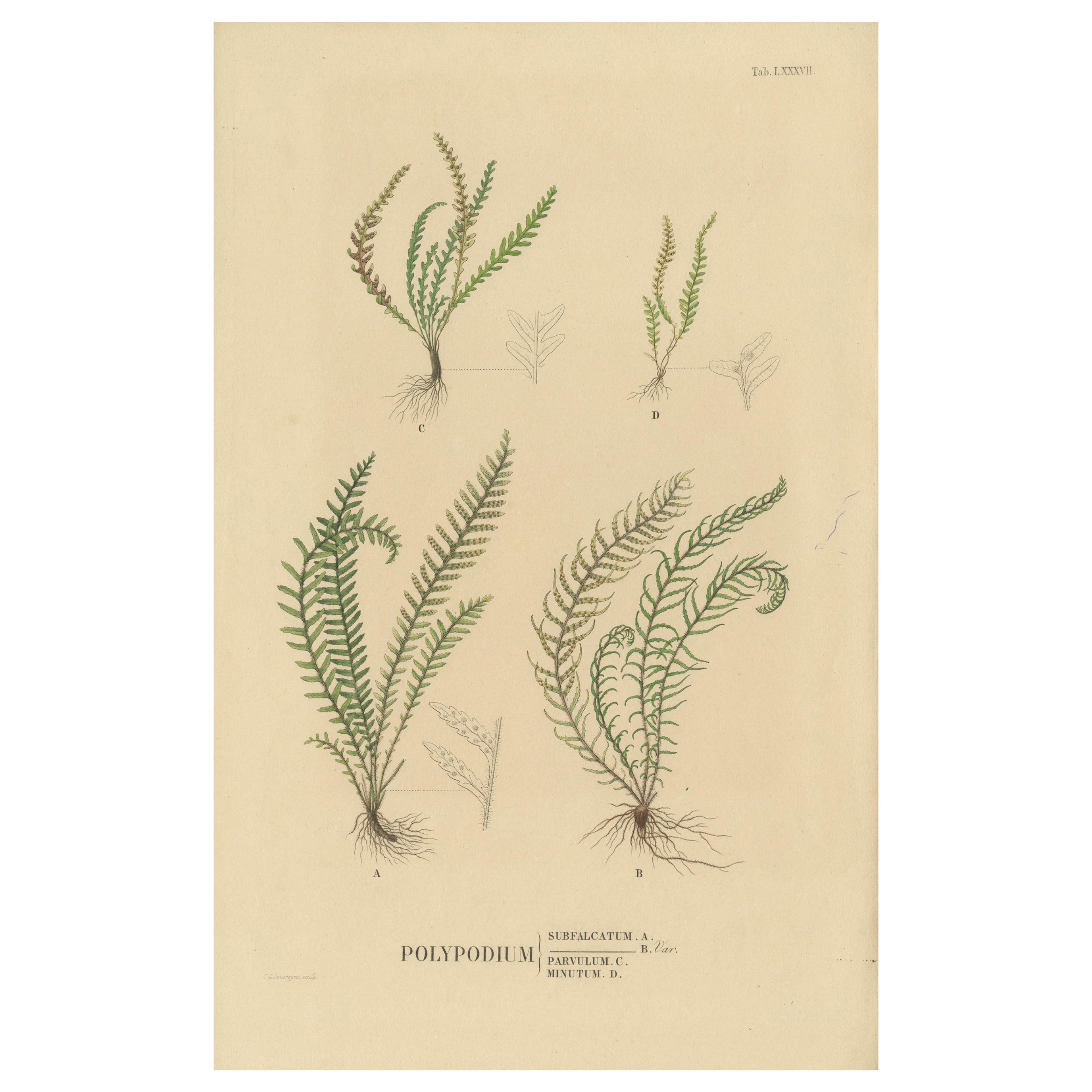 Rare Majestically Handcolored Lithograph of Ferns of Java 'Polypodium', 1829