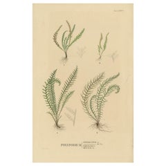 Antique Rare Majestically Handcolored Lithograph of Ferns of Java 'Polypodium', 1829