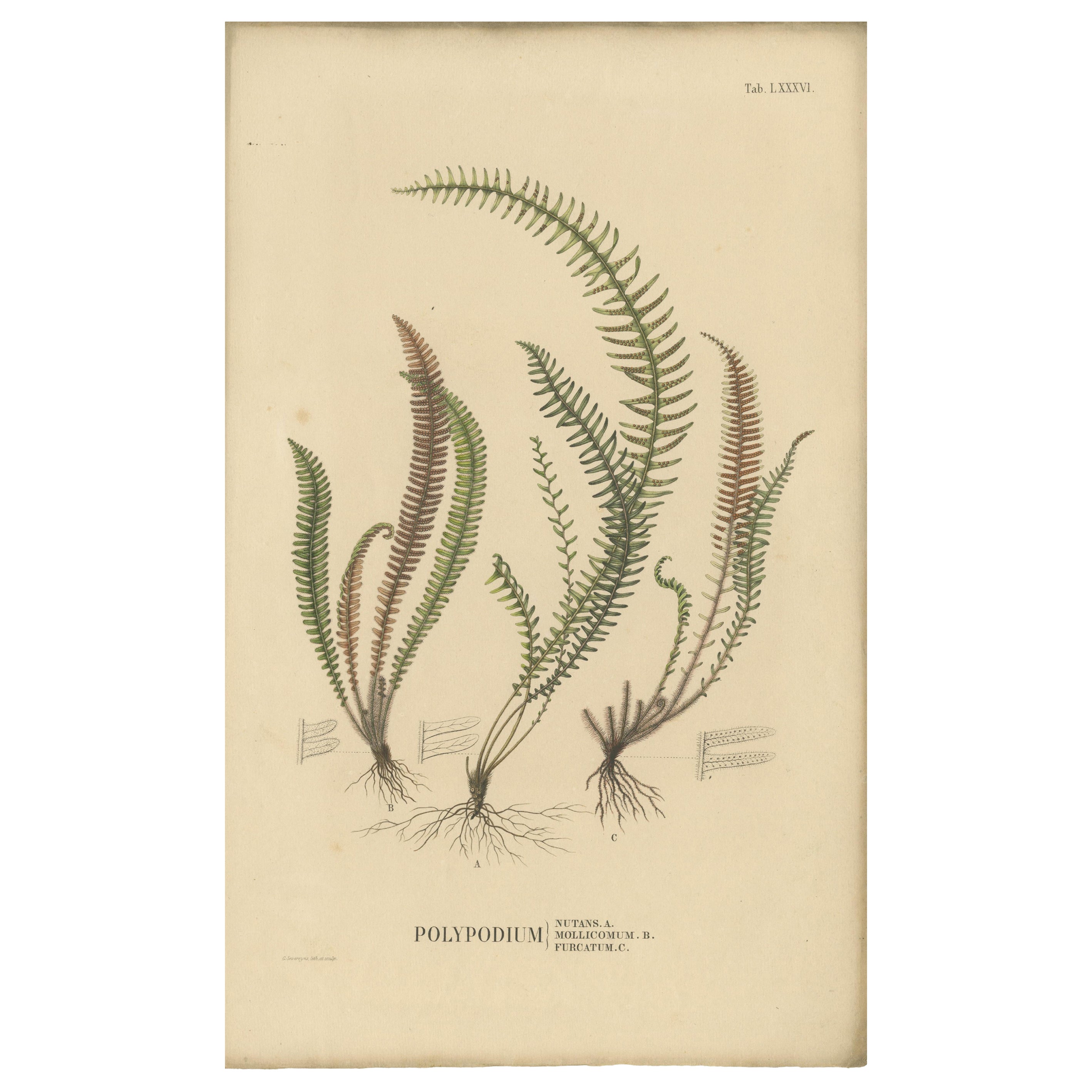 Litografia maestosamente colorata a mano di felci dell'Indonesia 'Polypodium', 1829
