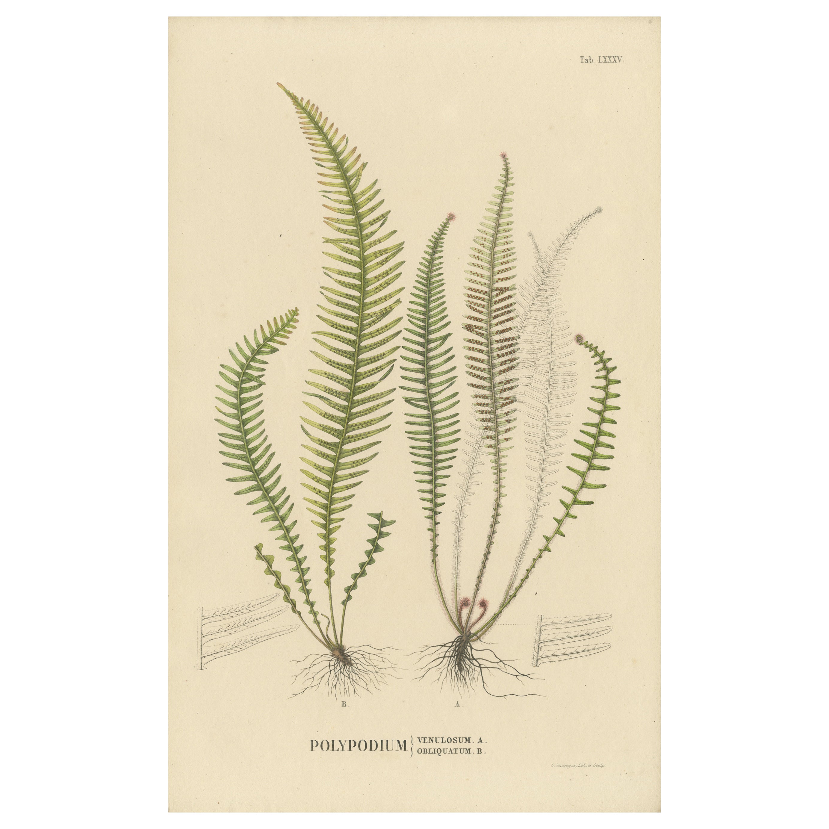 Beautifully Handcolored Lithograph of Ferns of Indonesia 'Polypodium', 1829 For Sale