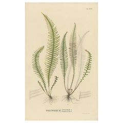 Antique Beautifully Handcolored Lithograph of Ferns of Indonesia 'Polypodium', 1829