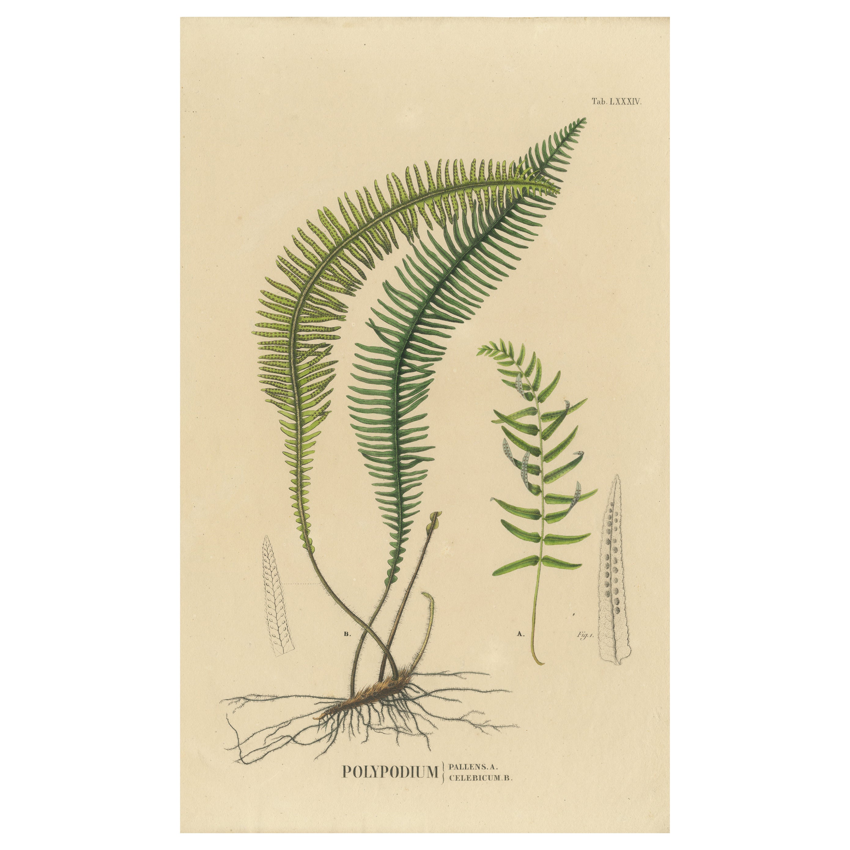 Artfully Handcolored Lithograph of Ferns of Java 'Polypodium', 1829