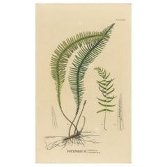 Antique Artfully Handcolored Lithograph of Ferns of Java 'Polypodium', 1829