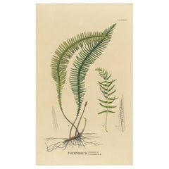 Litografia di felci di Giava 'Polypodium' colorata a mano, 1829