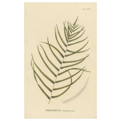 Antique Artfully Handcolored Lithograph of Ferns of Indonesia 'Polypodium', 1829
