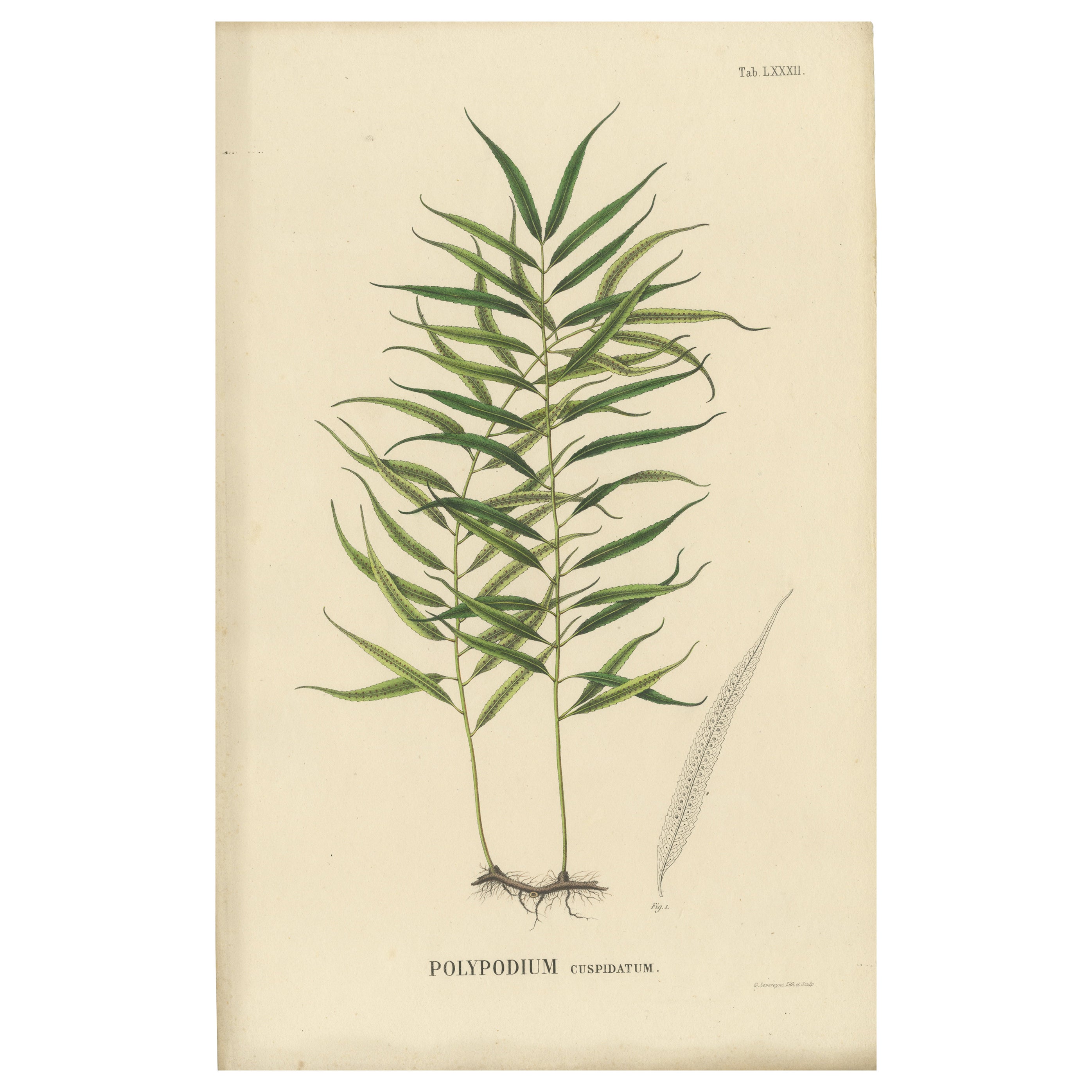 Uniquely Handcolored Lithograph of Ferns of Indonesia 'Polypodium', 1829 