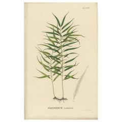 Antique Uniquely Handcolored Lithograph of Ferns of Indonesia 'Polypodium', 1829 