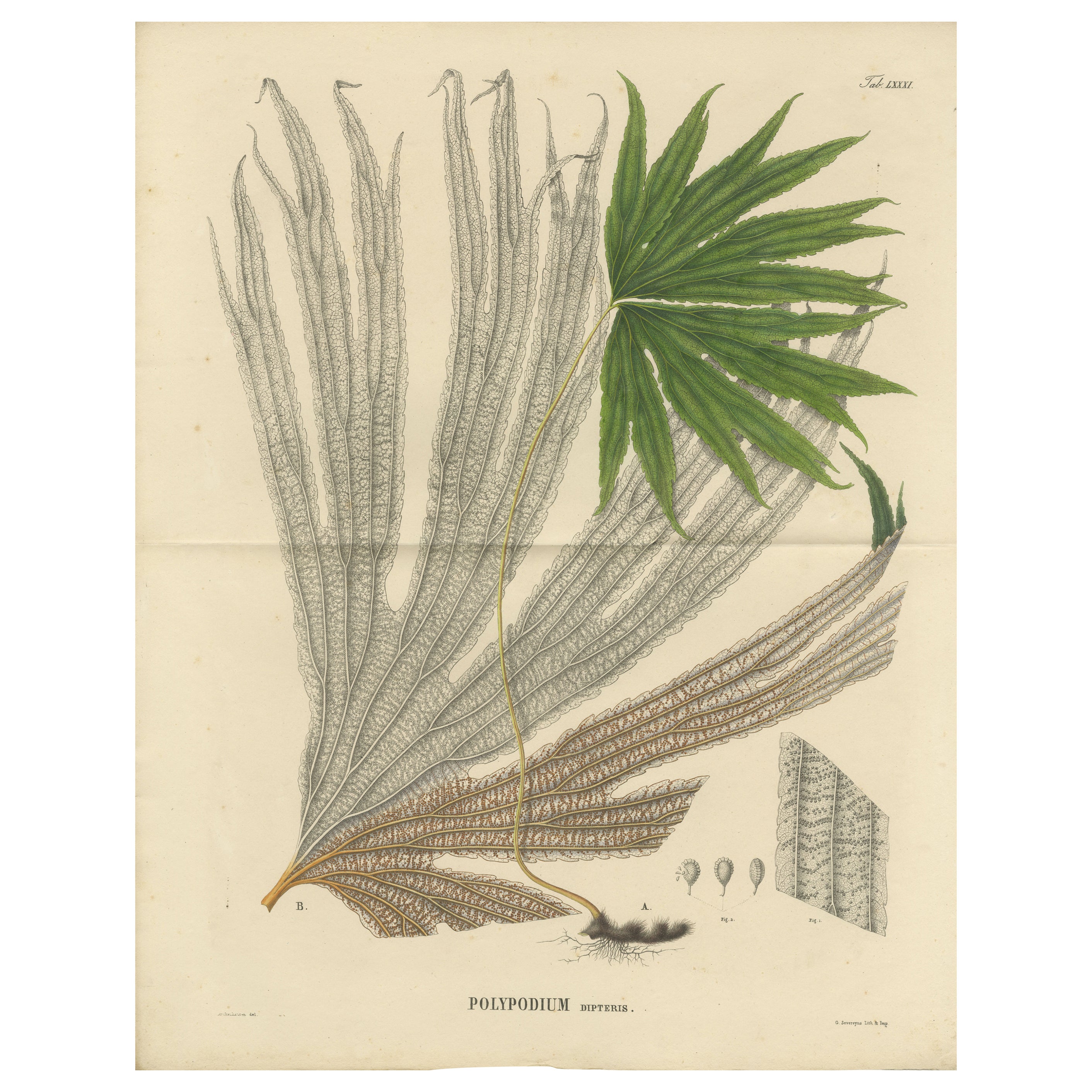 Grande lithographie unique, colorée à la main, de fougères d'Indonésie « Polypodium », 1829 