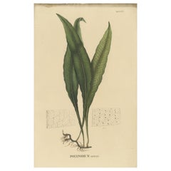 Antique Extremely Nice Handcolored Lithograph of Ferns of Indonesia 'Polypodium', 1829