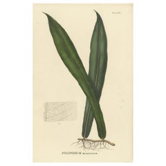 Extremely Nice Handcolored Lithograph of Ferns of Java 'Polypodium', 1829