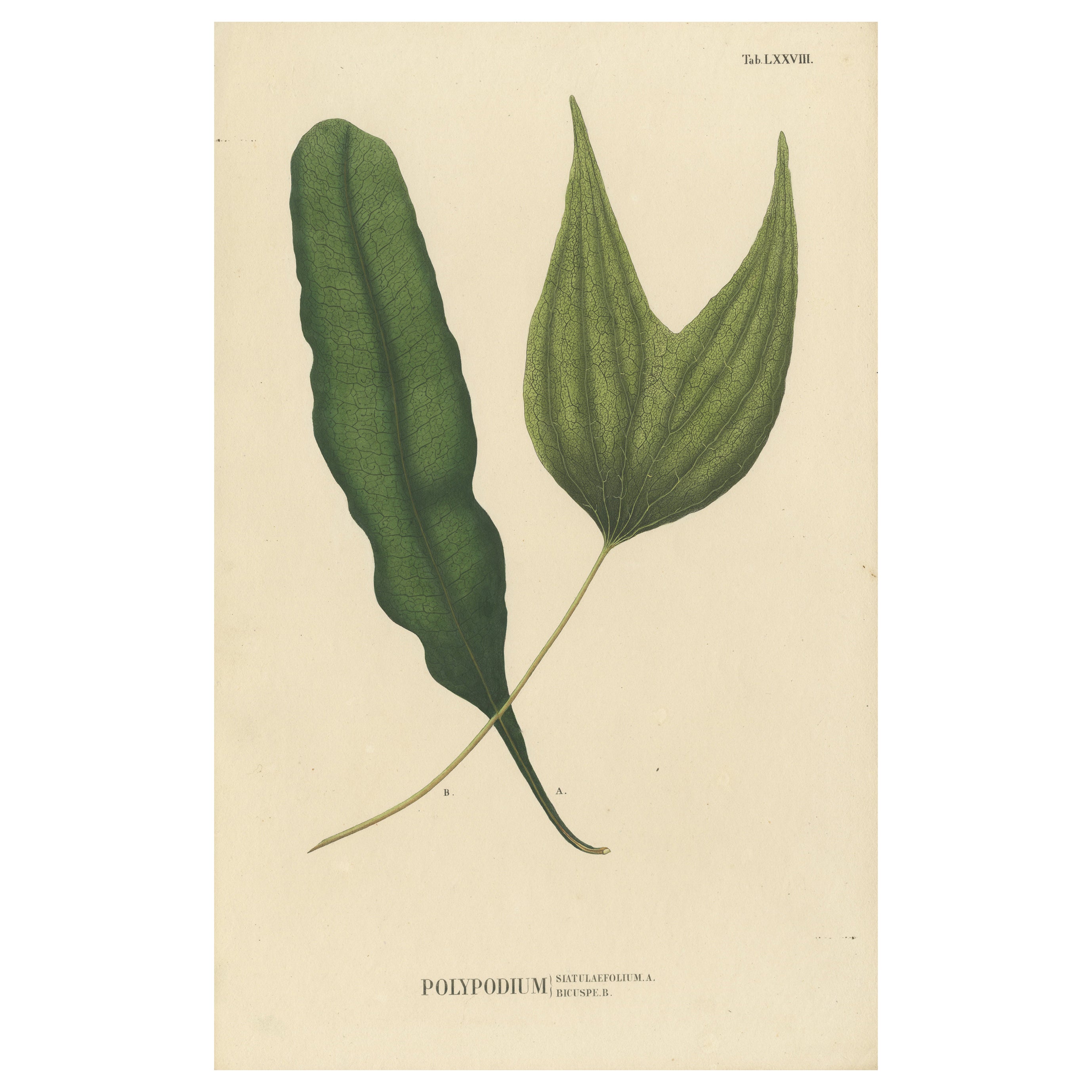 Lushly Handcolored Lithograph of Ferns of Java 'Polypodium', 1829