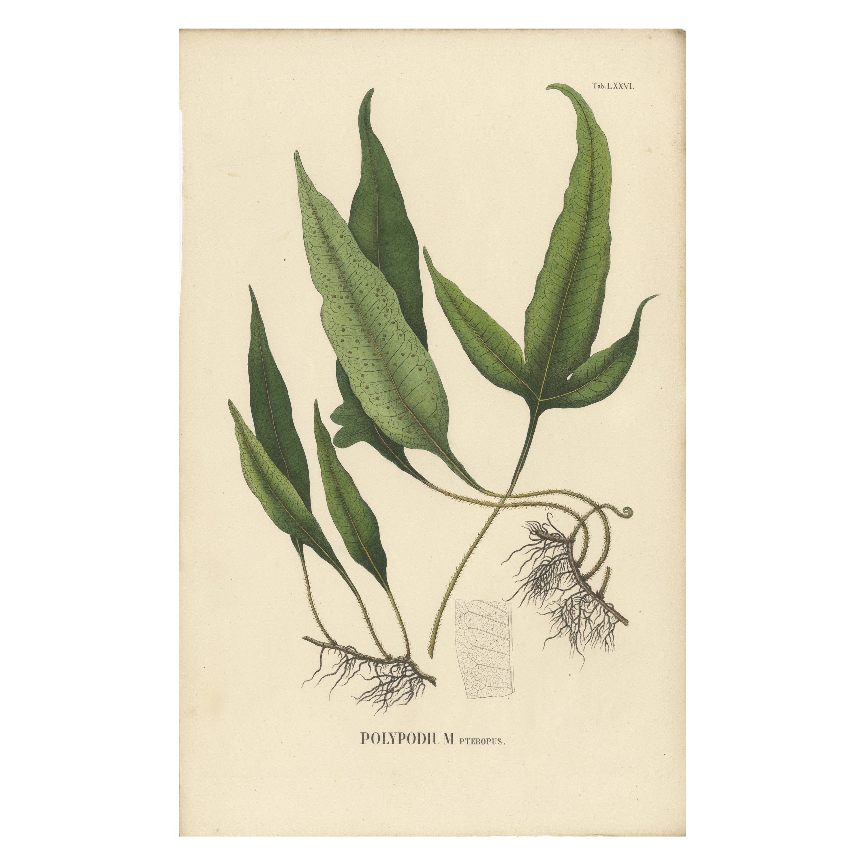 Professionally Handcolored Lithograph of Ferns of Indonesia 'Polypodium', 1829